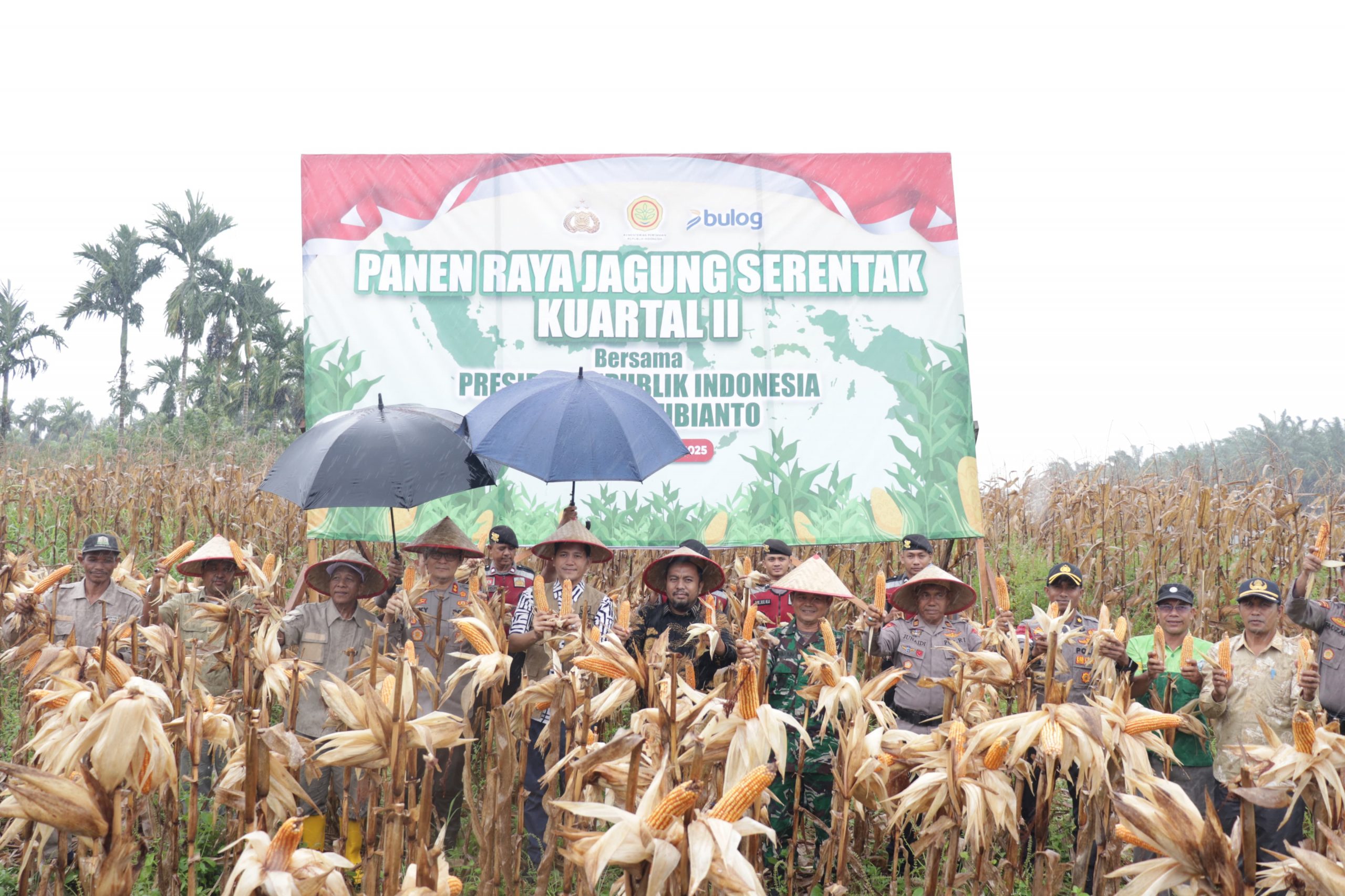 Bupati Aceh Selatan Mirwan Panen Jagung di Trumon Tengah, Serentak Bersama Presiden Prabowo Subianto