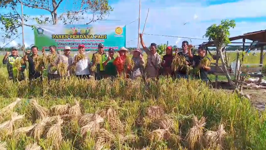 Progres Program BASAGA Aceh Selatan, Seluruh Lahan Telah Tanam, Panen Perdana Capai 7,5 Ton per Hektare